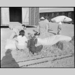 Japanese Americans filling straw mattresses (ddr-densho-37-403)