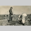 Harvesting onions (ddr-densho-159-89)