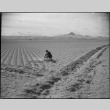 Japanese American working in a field (ddr-densho-37-793)