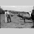 Robert H. Foote and William Kochiyama with cows (ddr-densho-1007-1239)