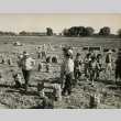 Camp inmates harvesting onions (ddr-densho-159-88)
