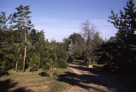 Road from corner of Renton Ave and 55th looking toward square stone at base of dead Atlas cedar (ddr-densho-354-1401)