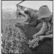Family transplanting tomato plants (ddr-densho-151-448)