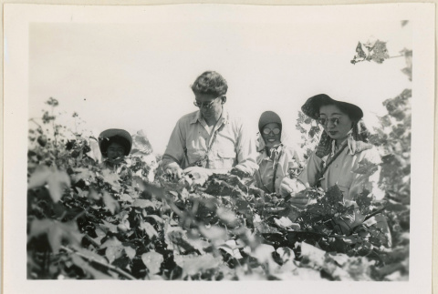 Mr. Tutte and others picking cotton (ddr-densho-37-952)