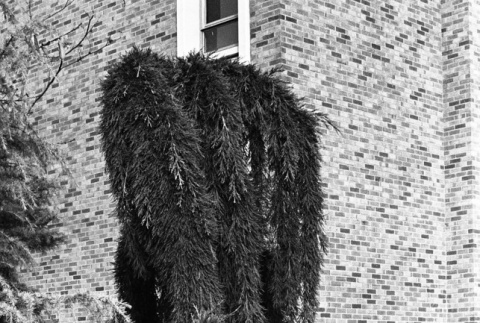 Weeping tree in front of brick wall, Seattle University (ddr-densho-354-2104)