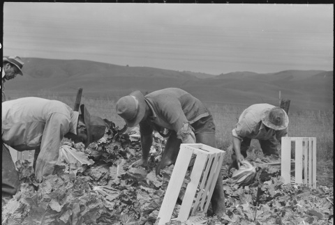 Japanese Americans working in fields (ddr-densho-151-228)