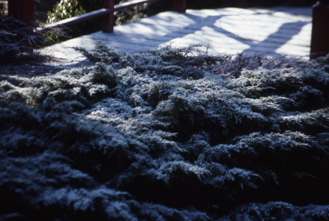 Close up of snowy bush in front of the Heart Bridge (ddr-densho-354-1146)