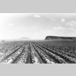 Lettuce farm (ddr-densho-37-136)