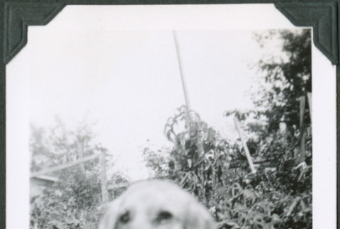 Photo of a dog (ddr-densho-483-1339)