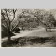 A garden with cherry trees (ddr-njpa-8-36)