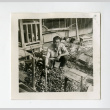Man in victory garden at the Jerome camp (ddr-csujad-38-100)