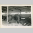 View of a pigsty (ddr-densho-37-1624)