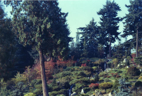 View of the Garden up the Mountainside (ddr-densho-354-506)