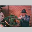 Kaneji Domoto sculpting a bonsai tree (ddr-densho-377-1722)