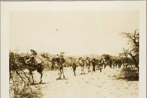 Photos of pack camels carrying equipment, and Italian soldiers driving tanks (ddr-njpa-13-671)