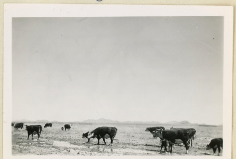 Cows grazing in a field (ddr-densho-37-1627)