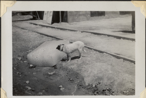 Dog by railroad tracks (ddr-densho-466-866)