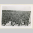 Lettuce seed patch (ddr-densho-37-1397)
