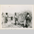 Men hold up daikon radishes (ddr-densho-37-1394)