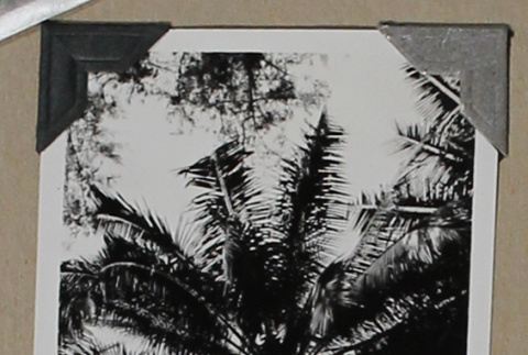 Palm tree fronds (ddr-densho-404-261)
