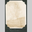 Photo of a blooming pear tree (ddr-densho-483-305)