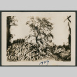 man next to wood pile (ddr-densho-378-468)