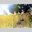 Starr Urakawa and Florence Chizuko Anazawa working at Stadler’s Red Onion Patch (ddr-densho-474-142)