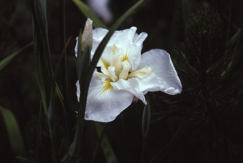 Flowers in the Garden (ddr-densho-354-370)