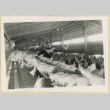 Workers at a poultry house (ddr-densho-37-1618)