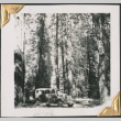 Man sitting on car in woods (ddr-densho-434-135)