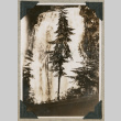 Waterfall and trees (ddr-densho-383-315)