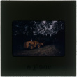 Moving a tree with a tractor (ddr-densho-377-1054)