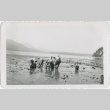 A group gathering oysters (ddr-densho-296-198)