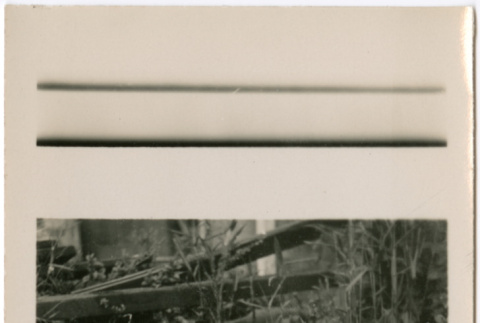 Ducks in a pond (ddr-densho-423-486)