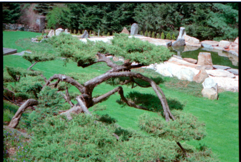Pine tree (ddr-densho-377-2587)