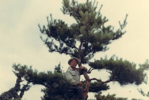 Fujitaro Kubota in a red pine tree in the Garden (ddr-densho-354-575)