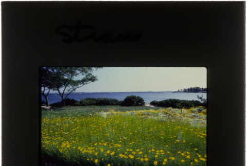 The garden and view of the water from the Straus project (ddr-densho-377-620)