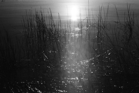 View of grasses in the lake (ddr-densho-336-436)