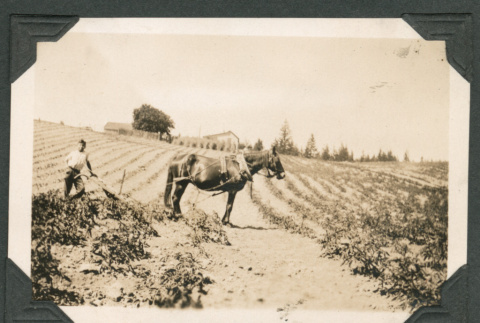 Photo of a horse and farmer tilling a field (ddr-densho-483-214)