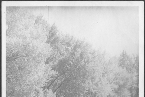 Row of flowering trees (ddr-densho-434-475)