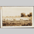 Geese in a field (ddr-densho-278-172)