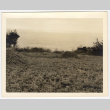 Field near a body of water (ddr-densho-542-828)