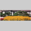 Straus garden project (ddr-densho-377-3022)