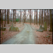 Forest drive (ddr-densho-377-2597)