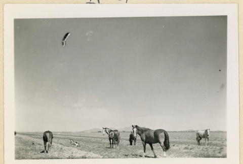Horses in the desert (ddr-densho-37-1592)