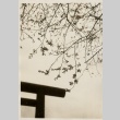 Cherry blossoms with a gate in the background (ddr-njpa-8-32)