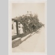 Women next to a fence with fruit trees (ddr-densho-338-196)