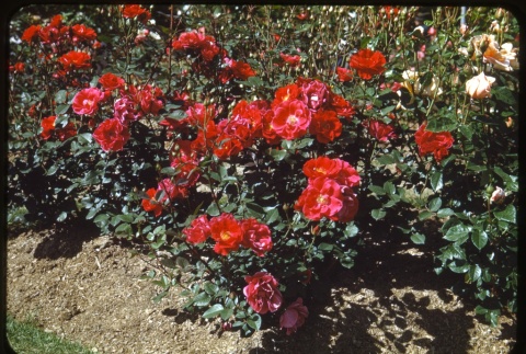 Roses (ddr-one-1-525)
