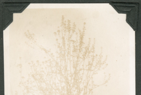 Photo of a blooming pear tree (ddr-densho-483-305)