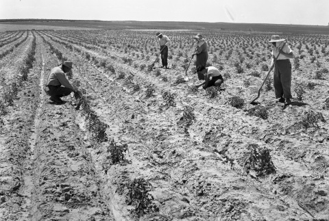 Men and women tending crops (ddr-fom-1-22)